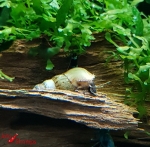 Indische Turmdeckelschnecke